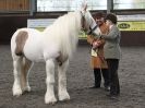 Image 84 in BRITISH SKEWBALD AND PIEBALD ASS'N. NEW YEAR SHOWING SHOW. 9. JAN. 2016. IN HAND CLASSES