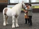 Image 84 in BRITISH SKEWBALD AND PIEBALD ASS'N.  NEW YEAR SHOWING SHOW. 9. JAN. 2016. IN HAND CLASSES