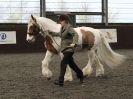 Image 85 in BRITISH SKEWBALD AND PIEBALD ASS'N.  NEW YEAR SHOWING SHOW. 9. JAN. 2016. IN HAND CLASSES