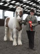 Image 86 in BRITISH SKEWBALD AND PIEBALD ASS'N.  NEW YEAR SHOWING SHOW. 9. JAN. 2016. IN HAND CLASSES