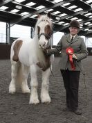 Image 86 in BRITISH SKEWBALD AND PIEBALD ASS'N. NEW YEAR SHOWING SHOW. 9. JAN. 2016. IN HAND CLASSES