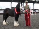 Image 87 in BRITISH SKEWBALD AND PIEBALD ASS'N. NEW YEAR SHOWING SHOW. 9. JAN. 2016. IN HAND CLASSES