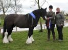 Image 89 in BRITISH SKEWBALD AND PIEBALD ASS'N. NEW YEAR SHOWING SHOW. 9. JAN. 2016. IN HAND CLASSES