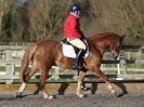 Image 170 in AREA 14 DRESSAGE QUALIFIERS AT BROADS EC.. 10 JAN. 2016