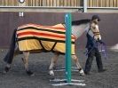 Image 11 in EAST ANGLIAN HORSE AGILITY AT WORLD HORSE WELFARE 17 JAN. 2015.