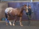 Image 12 in EAST ANGLIAN HORSE AGILITY AT WORLD HORSE WELFARE 17 JAN. 2015.