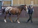 Image 13 in EAST ANGLIAN HORSE AGILITY AT WORLD HORSE WELFARE 17 JAN. 2015.
