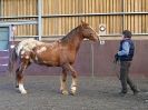 Image 15 in EAST ANGLIAN HORSE AGILITY AT WORLD HORSE WELFARE 17 JAN. 2015.