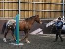 Image 16 in EAST ANGLIAN HORSE AGILITY AT WORLD HORSE WELFARE 17 JAN. 2015.