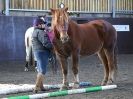 Image 20 in EAST ANGLIAN HORSE AGILITY AT WORLD HORSE WELFARE 17 JAN. 2015.