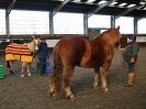 Image 26 in EAST ANGLIAN HORSE AGILITY AT WORLD HORSE WELFARE 17 JAN. 2015.