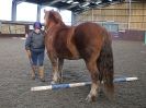 Image 35 in EAST ANGLIAN HORSE AGILITY AT WORLD HORSE WELFARE 17 JAN. 2015.