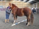 Image 36 in EAST ANGLIAN HORSE AGILITY AT WORLD HORSE WELFARE 17 JAN. 2015.