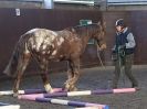 Image 4 in EAST ANGLIAN HORSE AGILITY AT WORLD HORSE WELFARE 17 JAN. 2015.