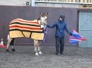 Image 41 in EAST ANGLIAN HORSE AGILITY AT WORLD HORSE WELFARE 17 JAN. 2015.