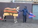 Image 41 in EAST ANGLIAN HORSE AGILITY AT WORLD HORSE WELFARE  17 JAN. 2015.