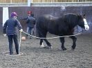 Image 5 in EAST ANGLIAN HORSE AGILITY AT WORLD HORSE WELFARE 17 JAN. 2015.