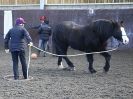 Image 5 in EAST ANGLIAN HORSE AGILITY AT WORLD HORSE WELFARE  17 JAN. 2015.