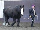 Image 52 in EAST ANGLIAN HORSE AGILITY AT WORLD HORSE WELFARE 17 JAN. 2015.