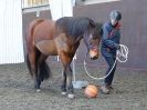 Image 58 in EAST ANGLIAN HORSE AGILITY AT WORLD HORSE WELFARE 17 JAN. 2015.