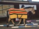 Image 6 in EAST ANGLIAN HORSE AGILITY AT WORLD HORSE WELFARE 17 JAN. 2015.