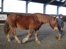Image 60 in EAST ANGLIAN HORSE AGILITY AT WORLD HORSE WELFARE 17 JAN. 2015.