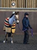 Image 7 in EAST ANGLIAN HORSE AGILITY AT WORLD HORSE WELFARE  17 JAN. 2015.