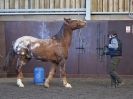 Image 8 in EAST ANGLIAN HORSE AGILITY AT WORLD HORSE WELFARE  17 JAN. 2015.