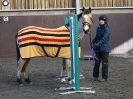 Image 9 in EAST ANGLIAN HORSE AGILITY AT WORLD HORSE WELFARE 17 JAN. 2015.