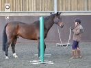 Image 11 in EAST ANGLIAN HORSE AGILITY AT WORLD HORSE WELFARE 17 JAN. 2015.