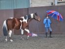 Image 25 in EAST ANGLIAN HORSE AGILITY AT WORLD HORSE WELFARE 17 JAN. 2015.