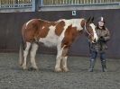 Image 4 in EAST ANGLIAN HORSE AGILITY AT WORLD HORSE WELFARE  17 JAN. 2015.