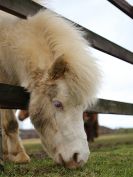 Image 15 in AGILITY AT WHW. ALSO PICTURES FROM THE PADDOCKS.  21 FEB 2016.