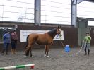 Image 2 in AGILITY AT WHW. ALSO PICTURES FROM THE PADDOCKS. 21 FEB 2016.