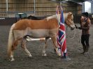 Image 21 in AGILITY AT WHW. ALSO PICTURES FROM THE PADDOCKS. 21 FEB 2016.