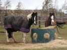 Image 25 in AGILITY AT WHW. ALSO PICTURES FROM THE PADDOCKS. 21 FEB 2016.