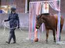 Image 3 in AGILITY AT WHW. ALSO PICTURES FROM THE PADDOCKS. 21 FEB 2016.