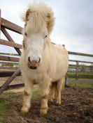 Image 30 in AGILITY AT WHW. ALSO PICTURES FROM THE PADDOCKS. 21 FEB 2016.