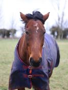 Image 31 in AGILITY AT WHW. ALSO PICTURES FROM THE PADDOCKS. 21 FEB 2016.