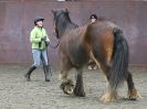 Image 32 in AGILITY AT WHW. ALSO PICTURES FROM THE PADDOCKS. 21 FEB 2016.