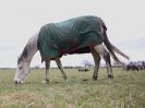 Image 36 in AGILITY AT WHW. ALSO PICTURES FROM THE PADDOCKS. 21 FEB 2016.