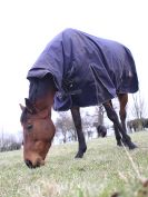 Image 37 in AGILITY AT WHW. ALSO PICTURES FROM THE PADDOCKS. 21 FEB 2016.