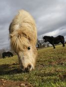 Image 41 in AGILITY AT WHW. ALSO PICTURES FROM THE PADDOCKS.  21 FEB 2016.