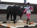 Image 46 in AGILITY AT WHW. ALSO PICTURES FROM THE PADDOCKS. 21 FEB 2016.