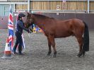 Image 49 in AGILITY AT WHW. ALSO PICTURES FROM THE PADDOCKS. 21 FEB 2016.