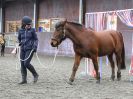 Image 5 in AGILITY AT WHW. ALSO PICTURES FROM THE PADDOCKS. 21 FEB 2016.