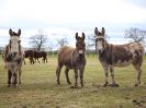 Image 51 in AGILITY AT WHW. ALSO PICTURES FROM THE PADDOCKS. 21 FEB 2016.