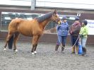 Image 6 in AGILITY AT WHW. ALSO PICTURES FROM THE PADDOCKS. 21 FEB 2016.