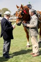 WOODBRIDGE  HORSE  SHOW  2013.