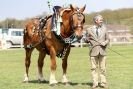 Image 15 in WOODBRIDGE  HORSE  SHOW  2013.